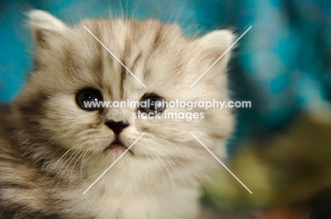 Scottish Fold kitten