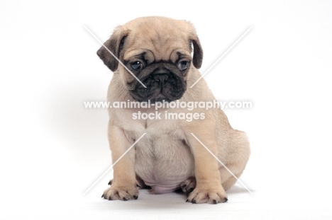 fawn coloured Pug puppy