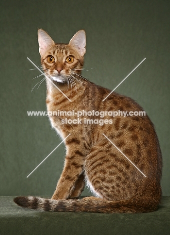 Ocicat sitting on green background