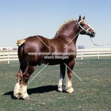 Illini Masterpiece, american belgian in show pose 