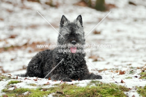 Dutch Shepherd Dog, rough haired, in winter, lying down