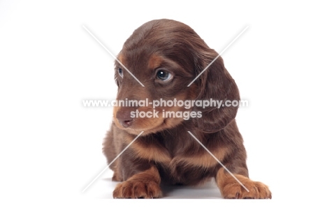 Chocolate Tan coloured longhaired miniature Dachshund puppy