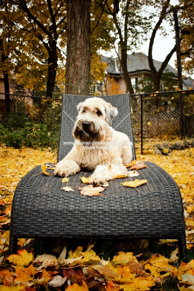 soft coated wheaten terrier laying on wicker chair