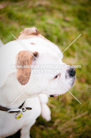 American Bulldog