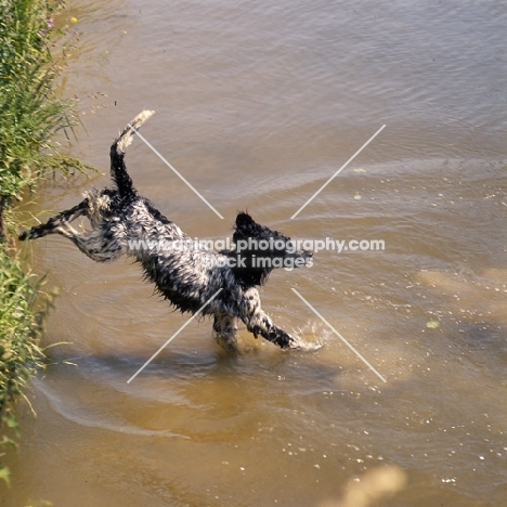 large munsterlander jumping into water
