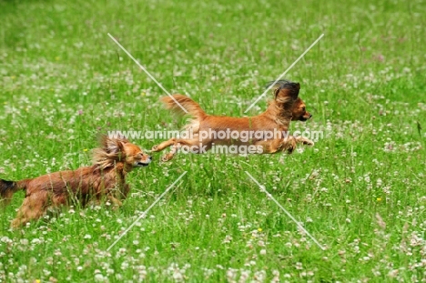 two Russian Toy Terriers chasing each other in field