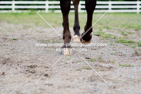 Appaloosa running