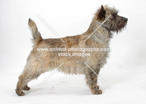 Brindle Australian Champion Cairn Terrier, side view