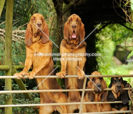group of Bloodhounds behind fence