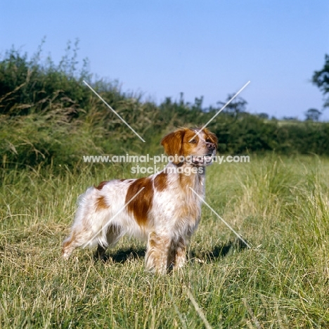 sonnenberg viking, brittany standing in a stubble field