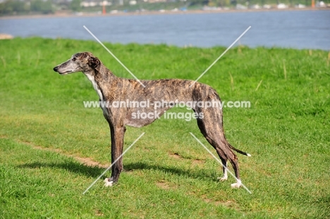 Spanish Galgo (Galgo Espanol) side view