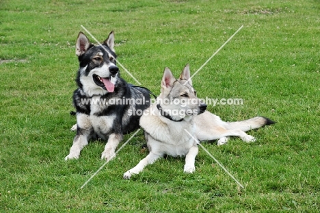 two Tamaskan dogs