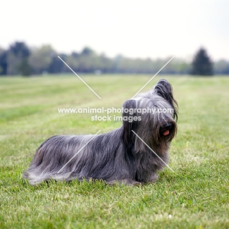 am ch cragsmoor gotcha good, skye terrier in usa