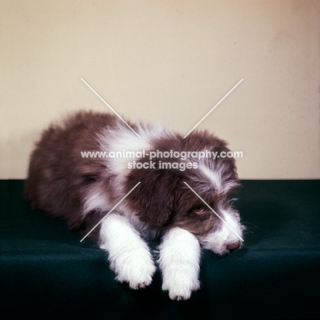 bearded collie puppy looking a bit fed up