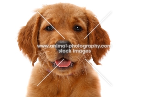 Golden Retriever puppy