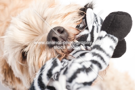 Wheaten Terrier retrieving it's Zebra toy