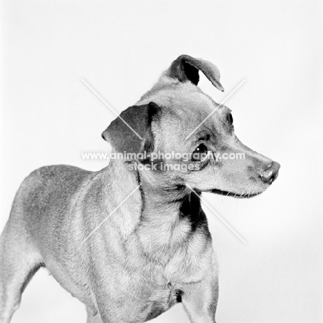 champion miniature pinscher looking away