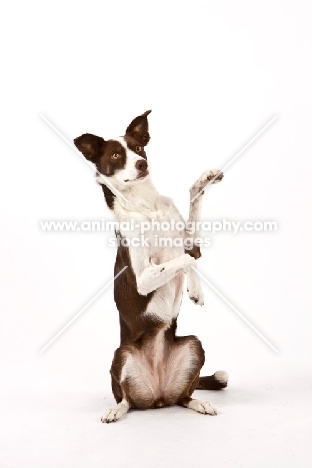 Border Collie with front legs up