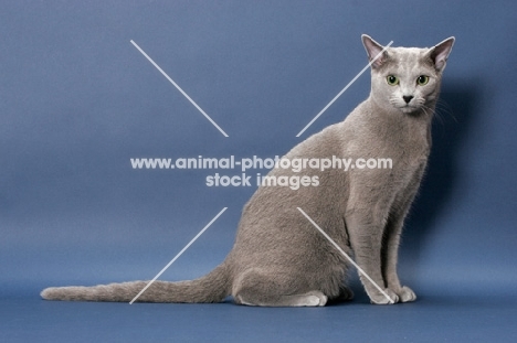 male Russian Blue cat, sitting down on blue background