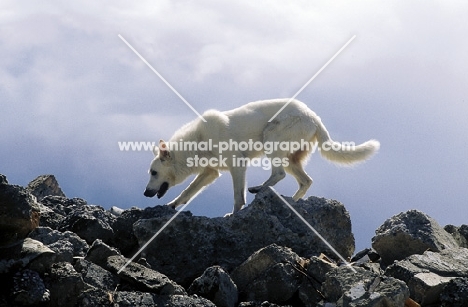 White Swiss Shepherd dog, walking on rocks