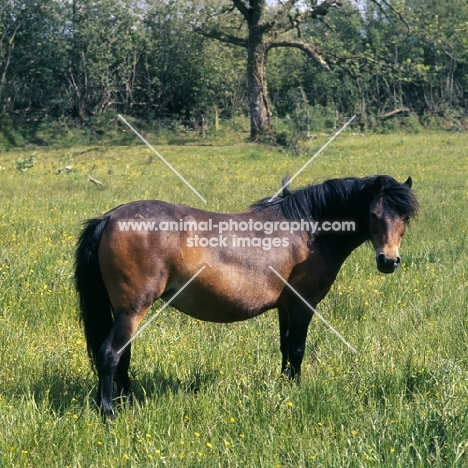 Dartmoor pony mare full body 