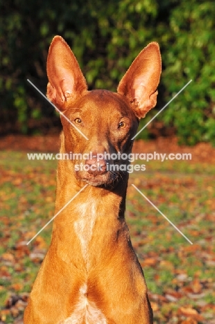 Pharaoh Hound portrait