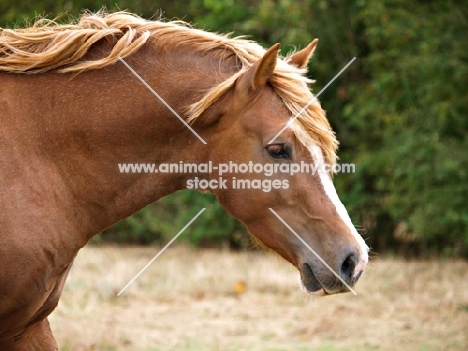 Welsh Cob (section d)