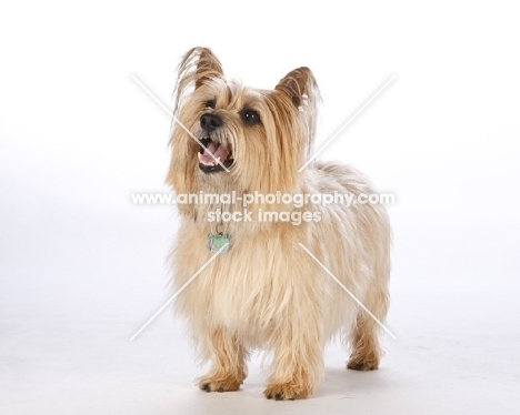 Cairn Terrier standing on white background