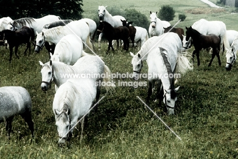 lipizzaner mares & foals at piber 