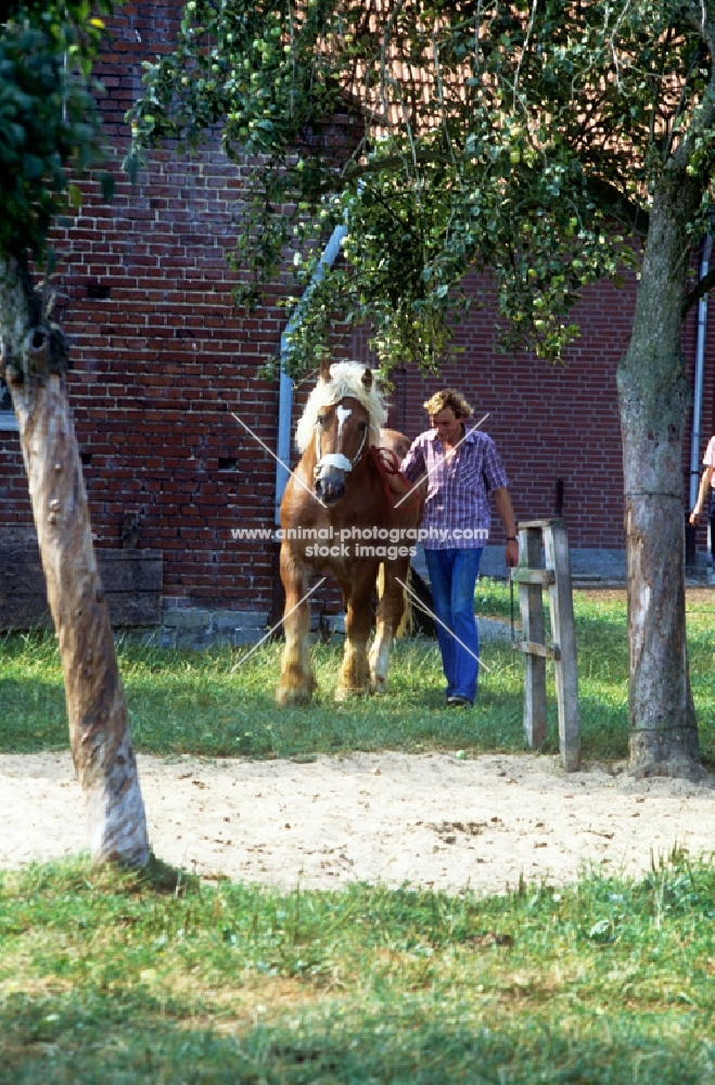 man leading westphalian cold blood stallion, topick