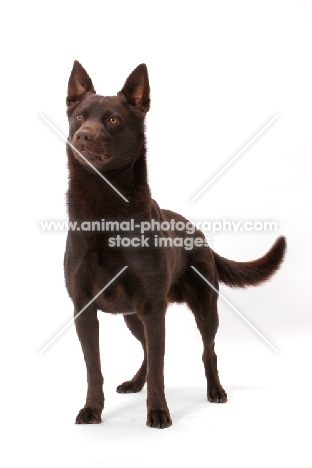 Australian Champion, chocolate Australian Kelpie