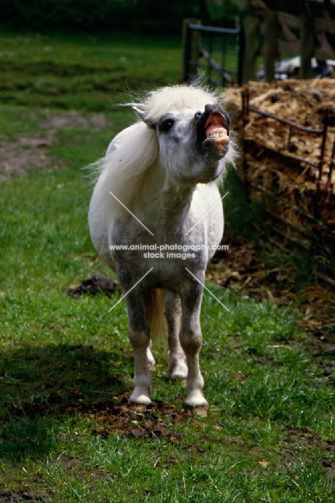 shetland pony scent savouring