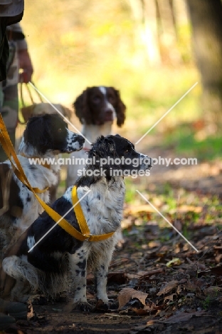 three english springer spaniels on a lead, waiting during a hunt