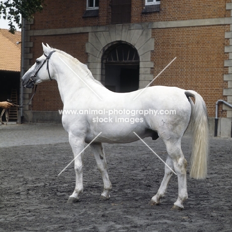 Duktus Hanoverian stallion at Celle