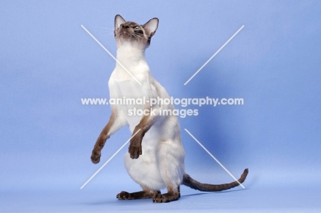 Chocolate Point Siamese cat on hind legs