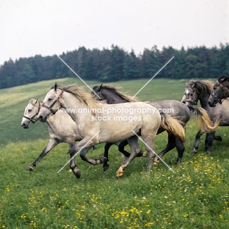 Lipizzaner colts cantering at piber