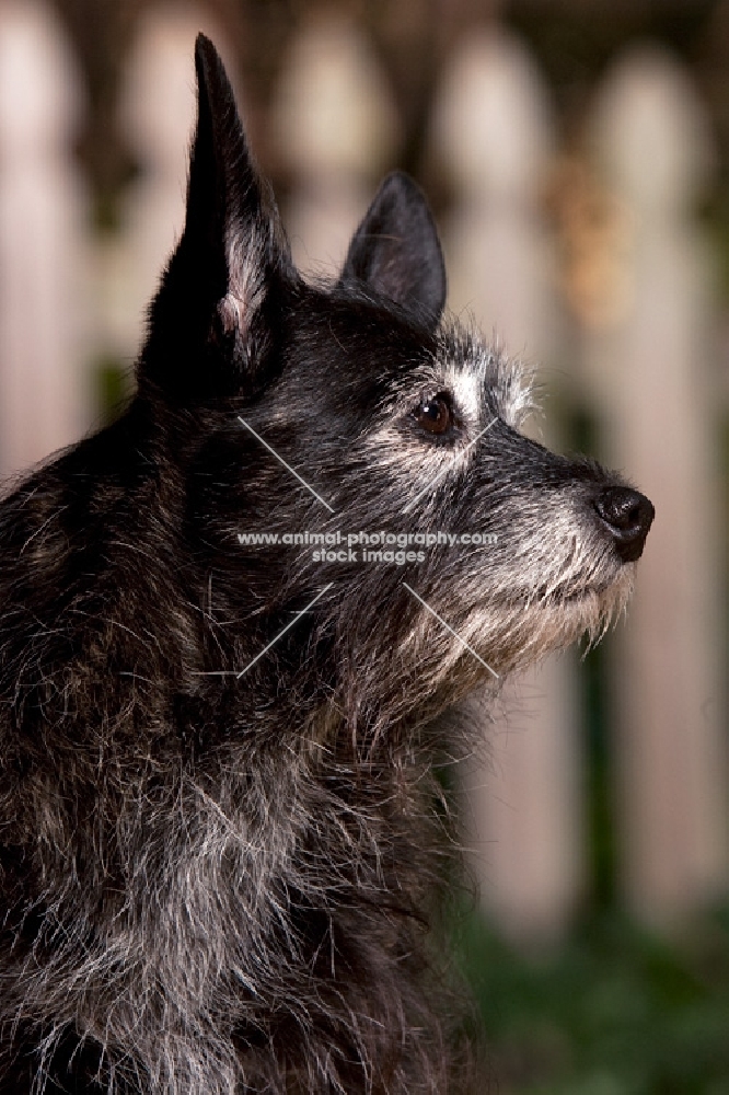 side view of black terrier mix