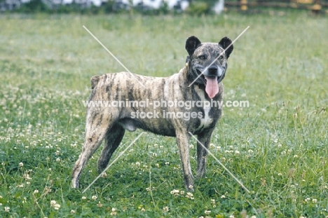 very rare Cao Fila de Sao Miguel, cow herder of the Azores, standing on grass