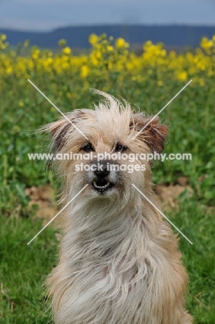 Pyrenean Sheepdog