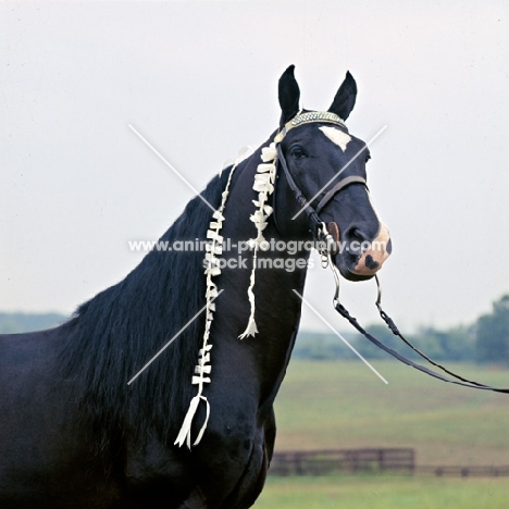 pals midnite mitch, tennessee walking horse in usa