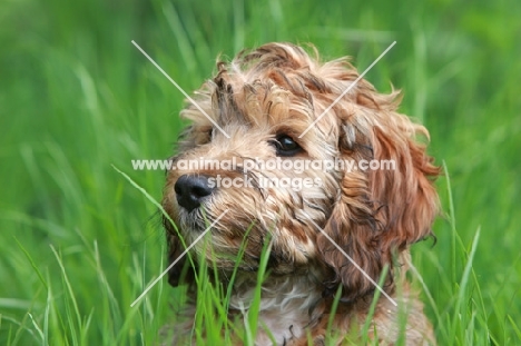 Cockapoo puppy portrait