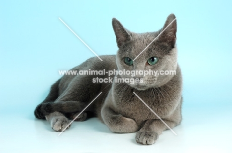 russian blue cat lying on blue background