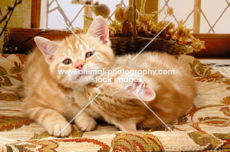 british shorthair kittens lying on a carpet