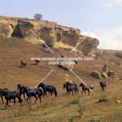 Taboon of Kabardine colts and stallions in Caucasus mountains