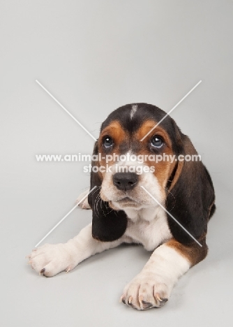 Basset Hound puppy in studio on gray background.