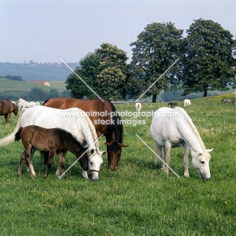 mares and foals at piber