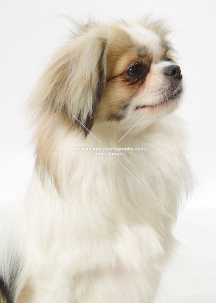 Parti Colour Tibetan Spaniel headshot