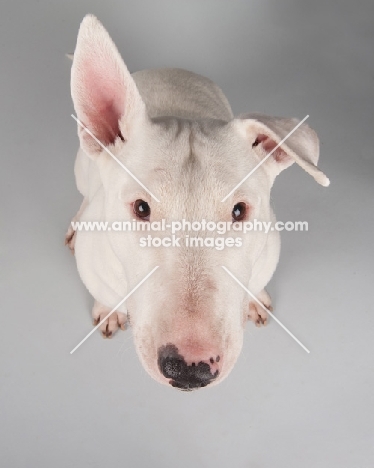 Bull terrier sitting on grey studio background, looking up.
