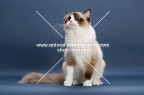 Seal Point Bi-Color ragdoll