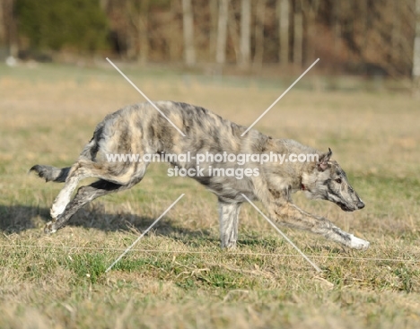 dog running in countryside